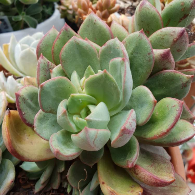 Plant image Echeveria Bella Rouge