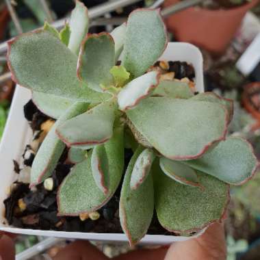 Cotyledon Papillaris