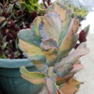 Kalanchoe Fentschenkoi Variegata  'Aurora Borealis'