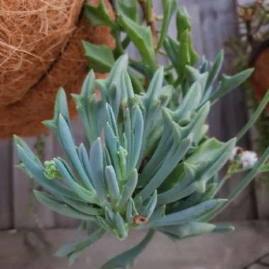 Senecio kleiniiformis