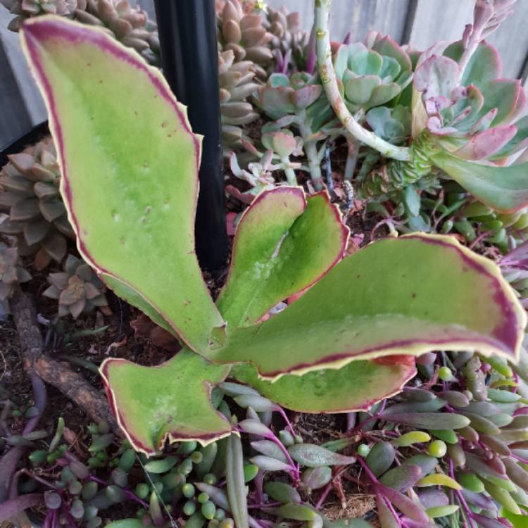 Plant image Kalanchoe Synsepala 'Gremlin'