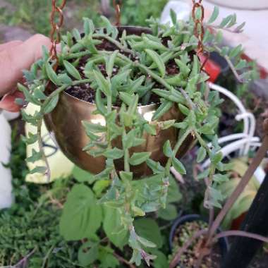 Senecio Peregrinus