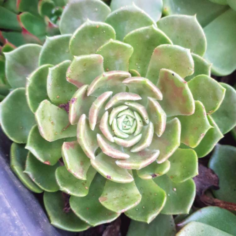 Plant image Echeveria Brown Rose