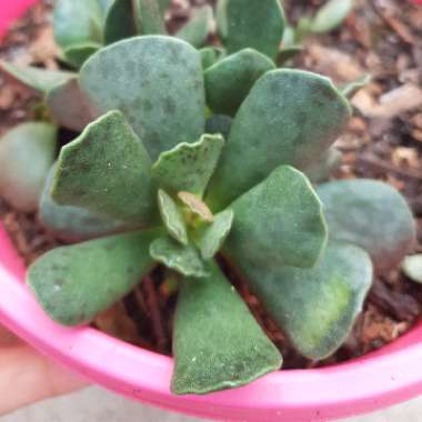 Adromischus cooperi