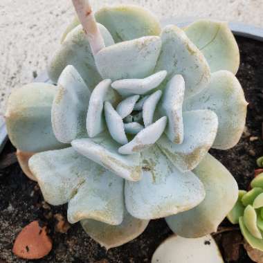 Echeveria Exotic