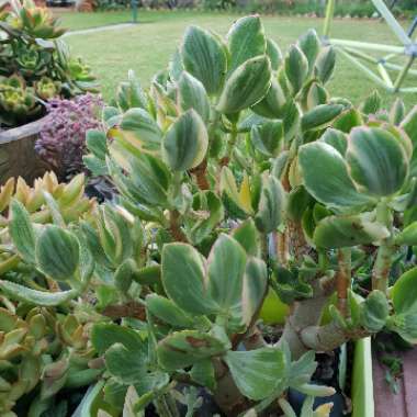 Crassula ovata 'Variegata'