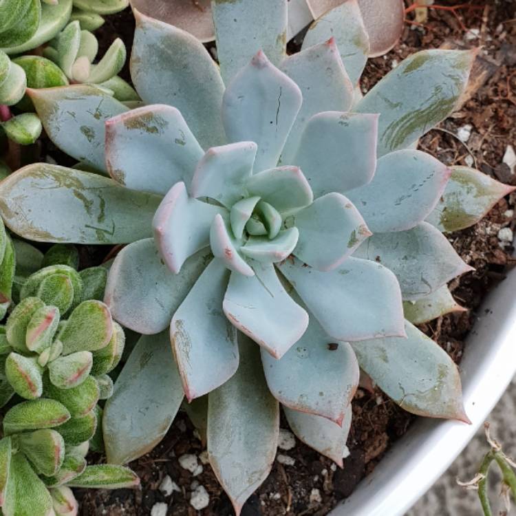 Plant image Echeveria Prunella