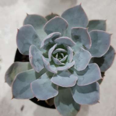 Echeveria Canadian