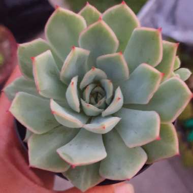 Echeveria Esther