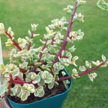 Portulacaria Afra Variegata