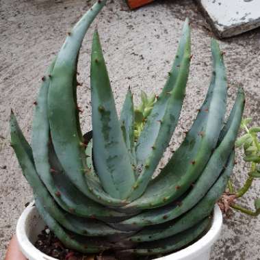 Aloe aculeata 'Black Thorns'