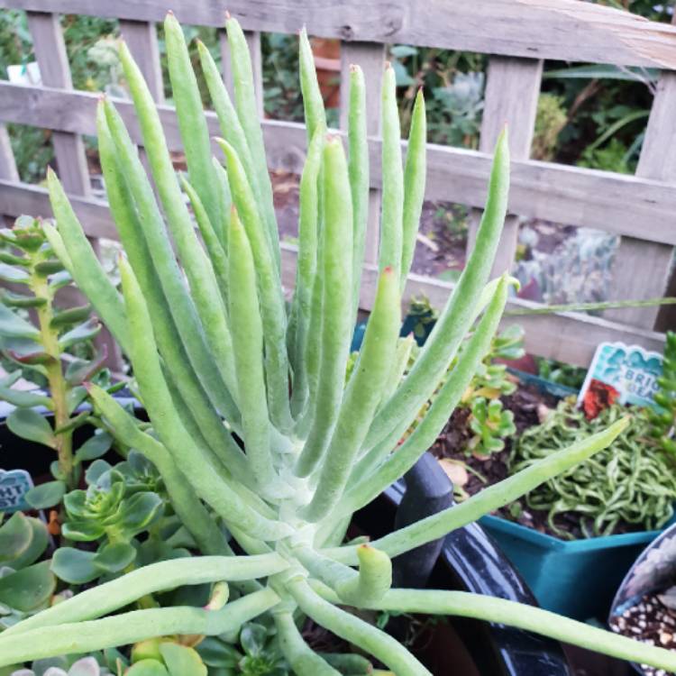 Plant image Cotyledon Orbiculata var. Oblongata