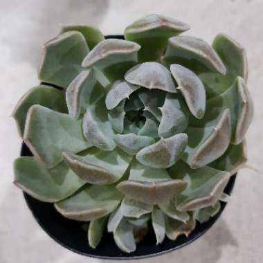 Echeveria Big Blue