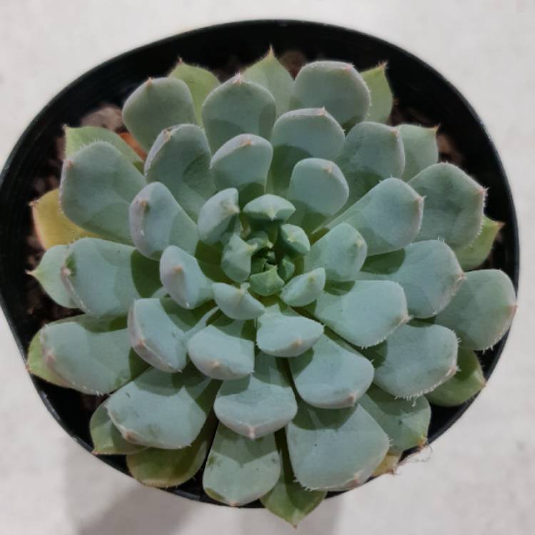 Plant image Echeveria Laui x Setosa v. Deminuta