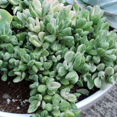 Crassula rogersii Variegated