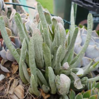 Senecio Scaposus