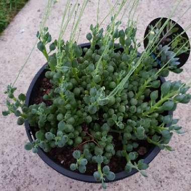 Senecio Citriformis