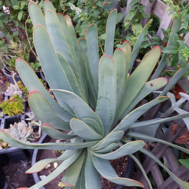 Plant image Aloe Plicatilis