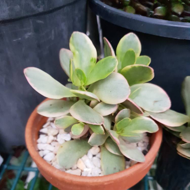 Plant image Crassula platyphylla variegated