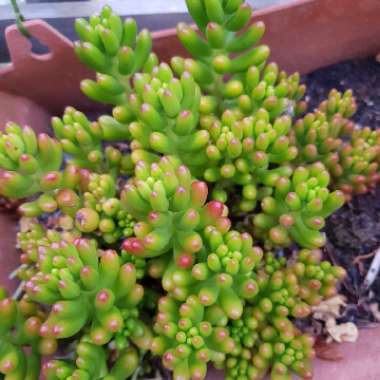 Sedum Rubrotinctum