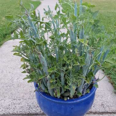 Senecio articulatus var. globosa