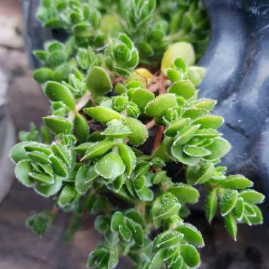 Crassula David