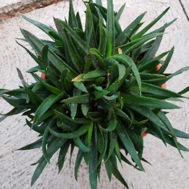 Aloe 'Black Gem'