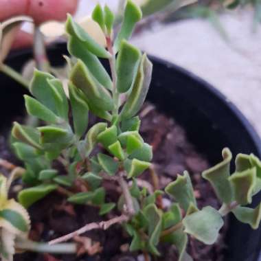 Cotyledon Papillaris