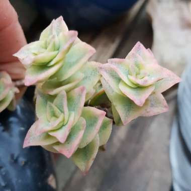 Crassula Perforata Variegata