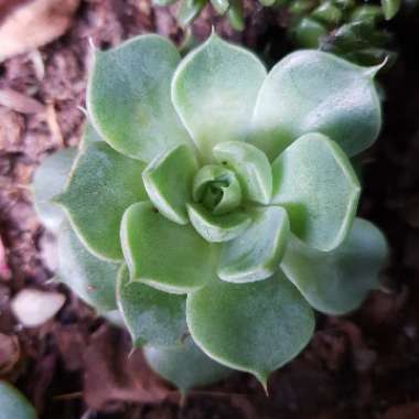 Echeveria Parks Pop Candy