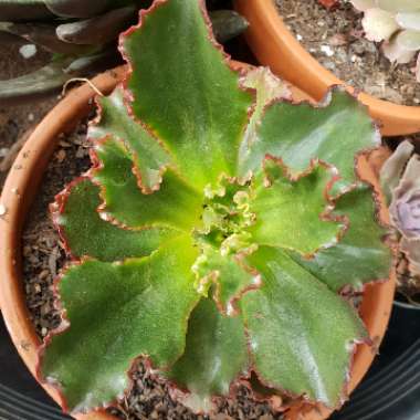 Echeveria Katella IV