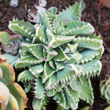 Faucaria Tigrina Haw. Schwantes