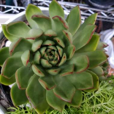 Echeveria