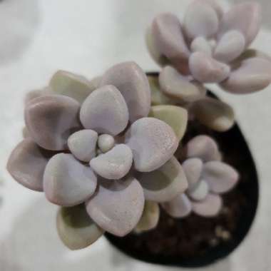 Graptopetalum Ellen