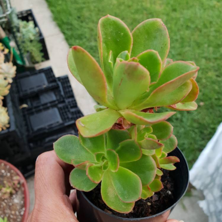 Plant image Echeveria Candy