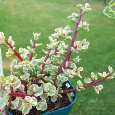 Portulacaria Afra 'Tricolour'.