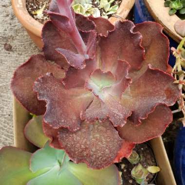 Echeveria Cerise