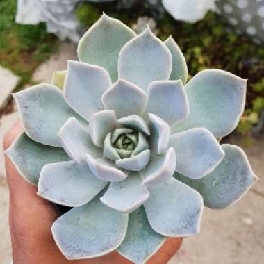 Echeveria Snow Bunny