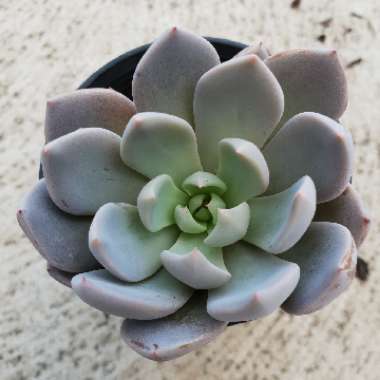 Graptopetalum Sugar Jelly