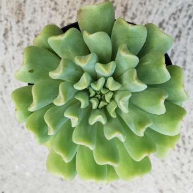 Echeveria Irish Mint