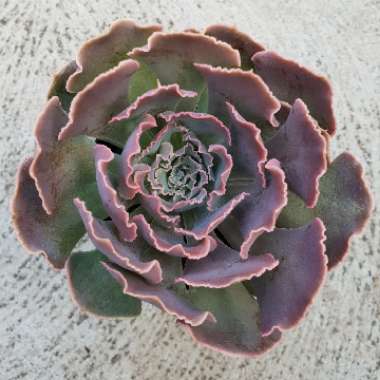 Echeveria Shaviana Hime