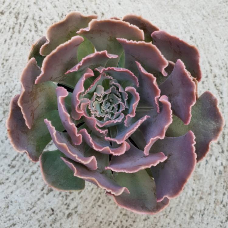 Plant image Echeveria Shaviana Hime