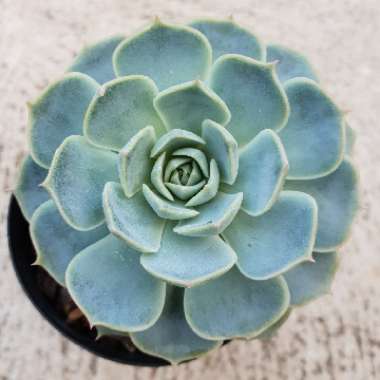 Echeveria Elegans x Violet Queen