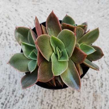 Echeveria Green Smile