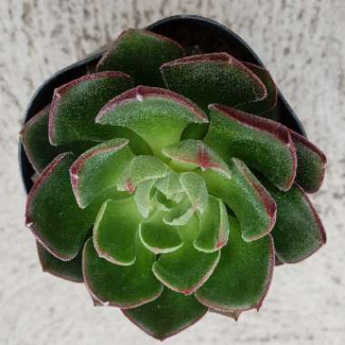 Echeveria Joan Daniel