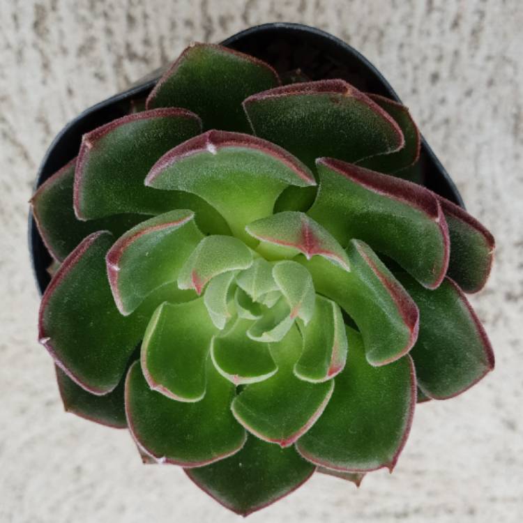 Plant image Echeveria Joan Daniel