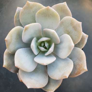 xGraptoveria Laui Pink