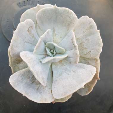 Echeveria Lilacina Monstrose