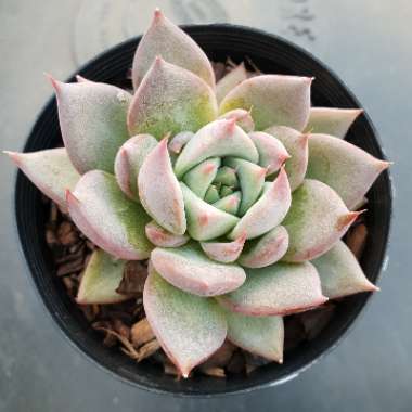 Echeveria Blue Moon