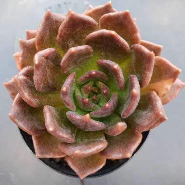 Echeveria Black Prince